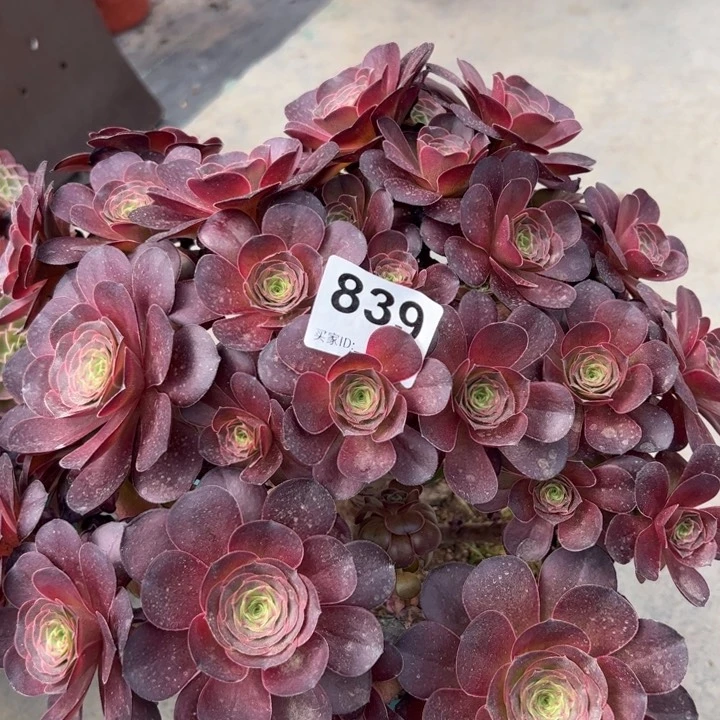 839魅金玫瑰朵朵30厘米左右