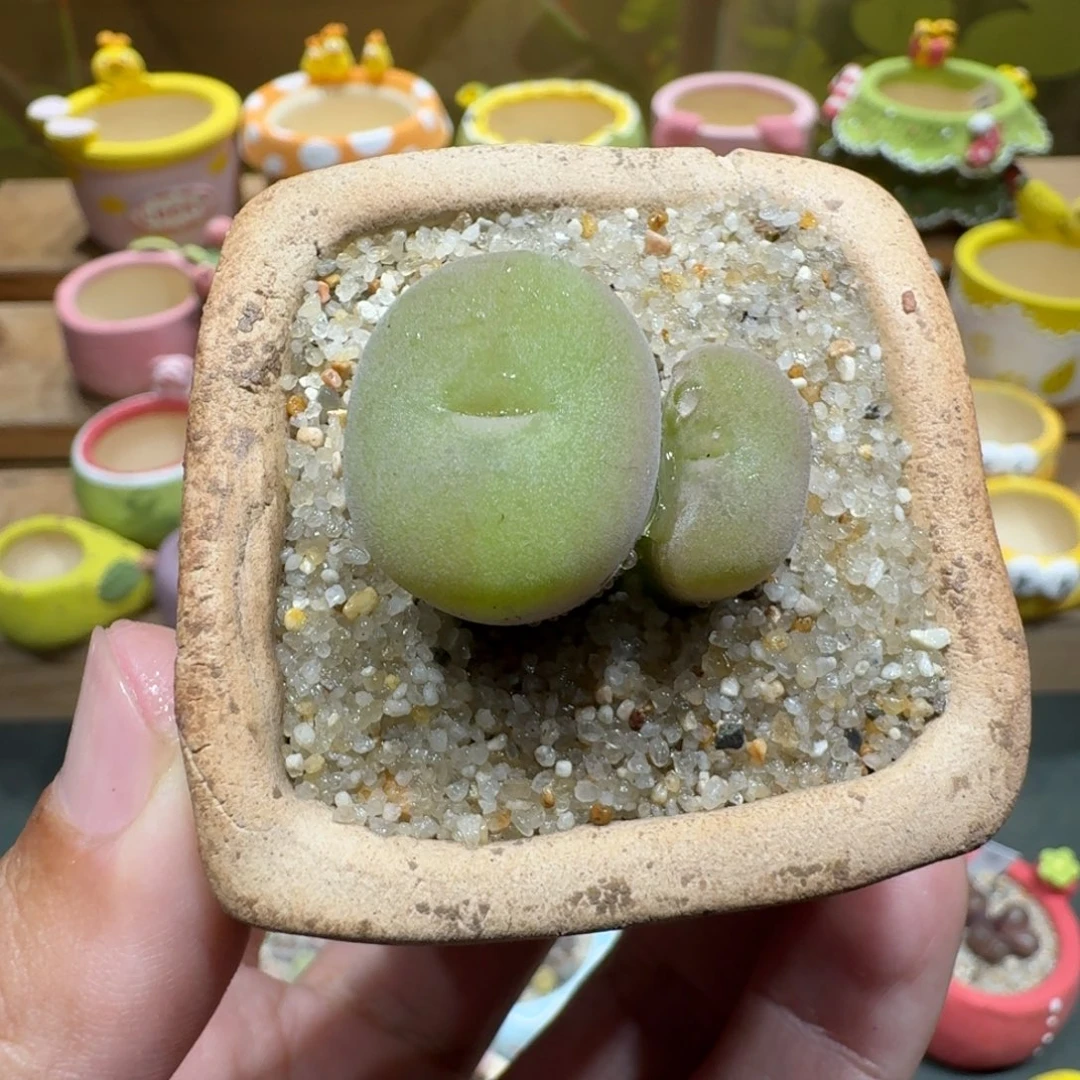 蘑菇1103空卡佛多肉植物