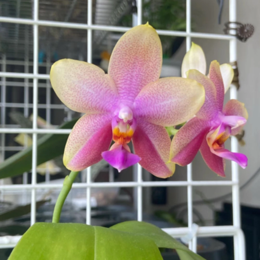 蝴蝶兰3.5杯  甜蜜回忆（花剑）兰场直发