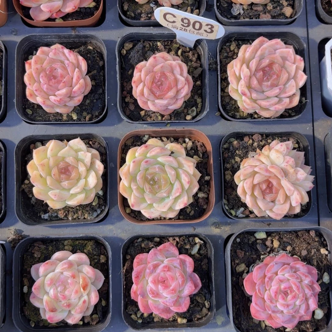 永***間C903原梦一物一拍