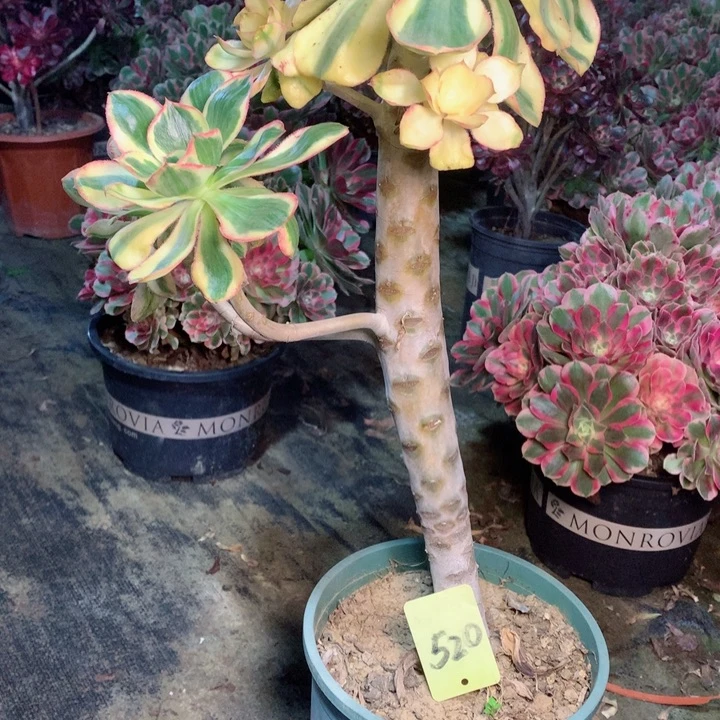 520燕姿锦多肉一物一拍