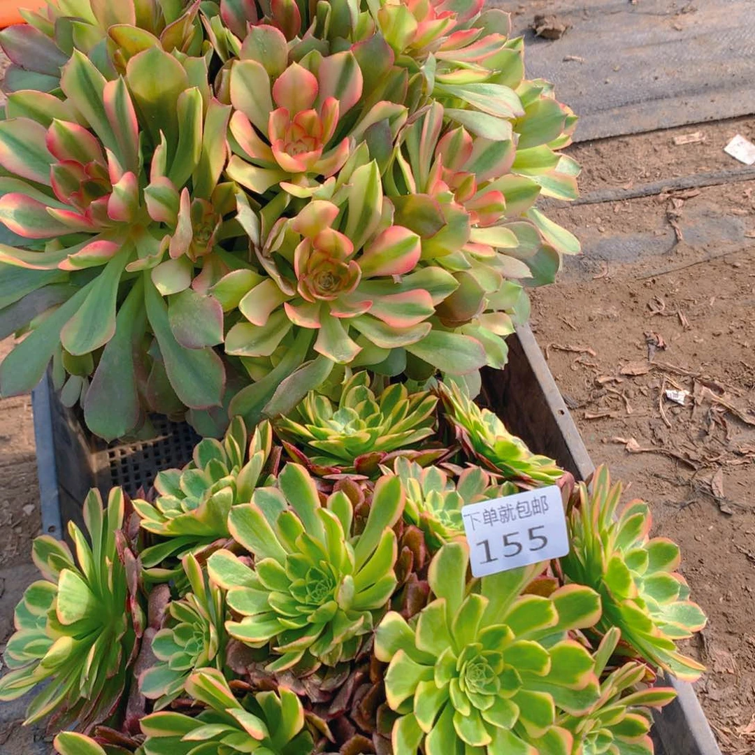 155法师组合老桩多肉