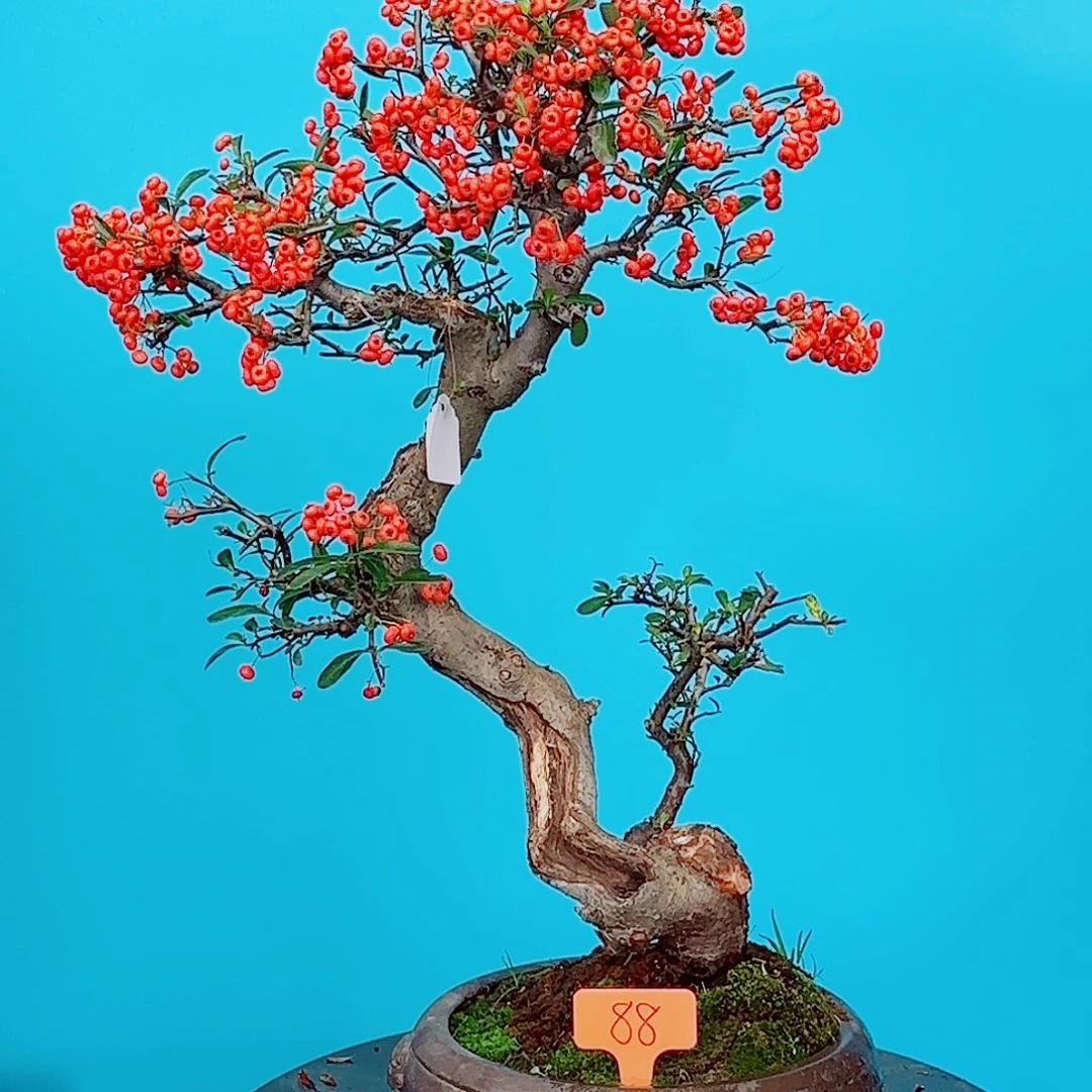 买***买无花朵火棘吉祥果大盆栽