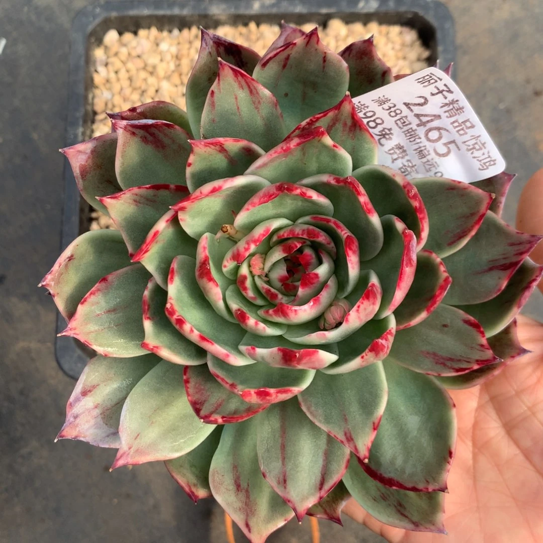 灵***师2465一物一拍13厘米