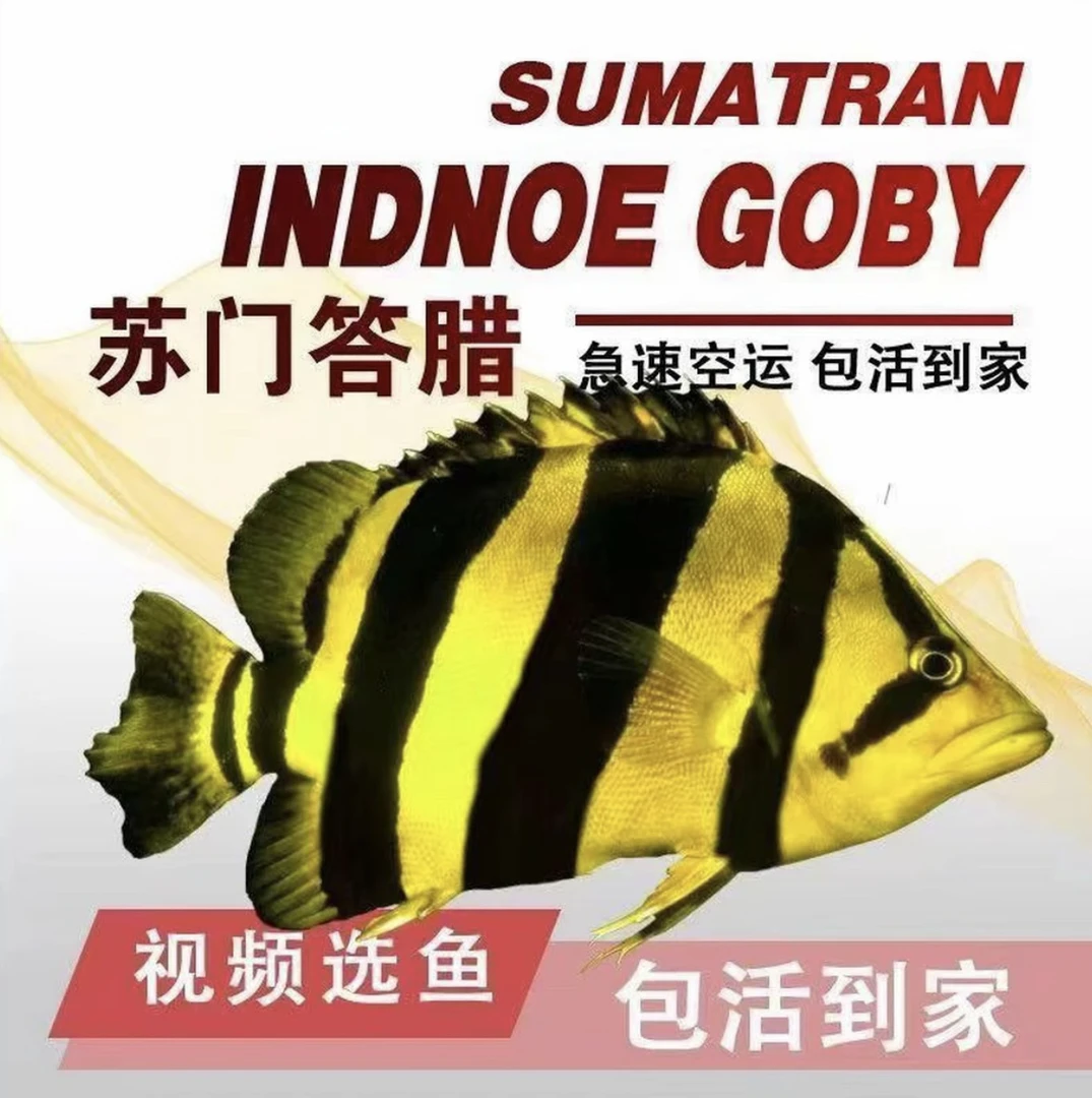 苏门答腊虎鱼纯四纹虎包肚包脖苗虎鱼龙鱼缸配鱼热带鱼活体观赏鱼