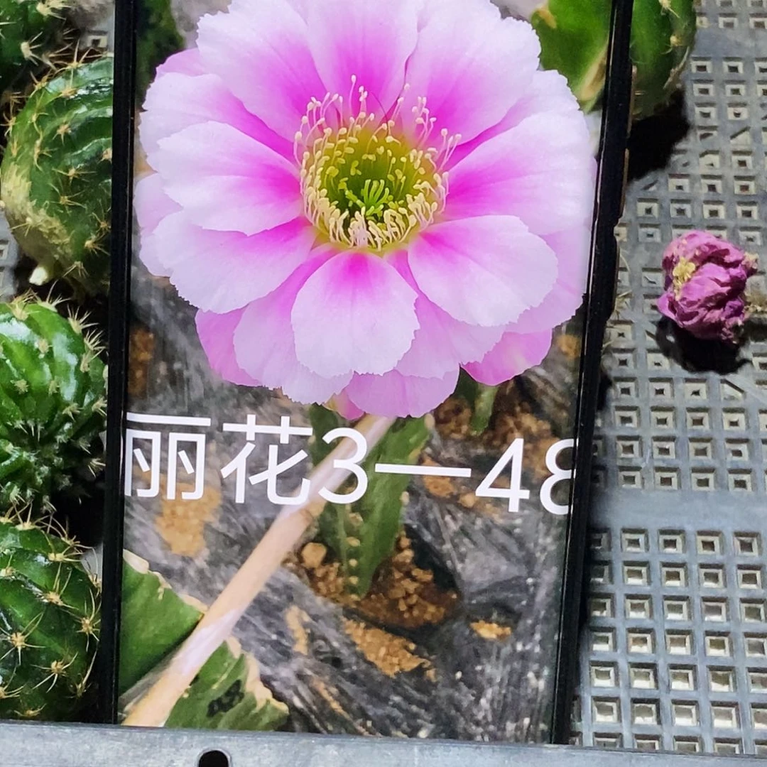 丽 3–48/侧芽歪20包邮/4公分
