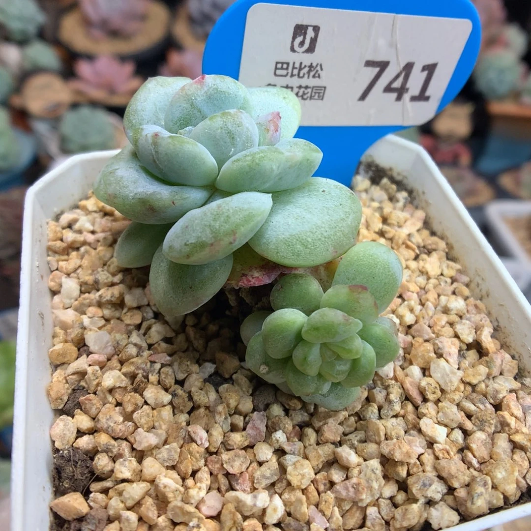 741双头冰玉石化多肉植物