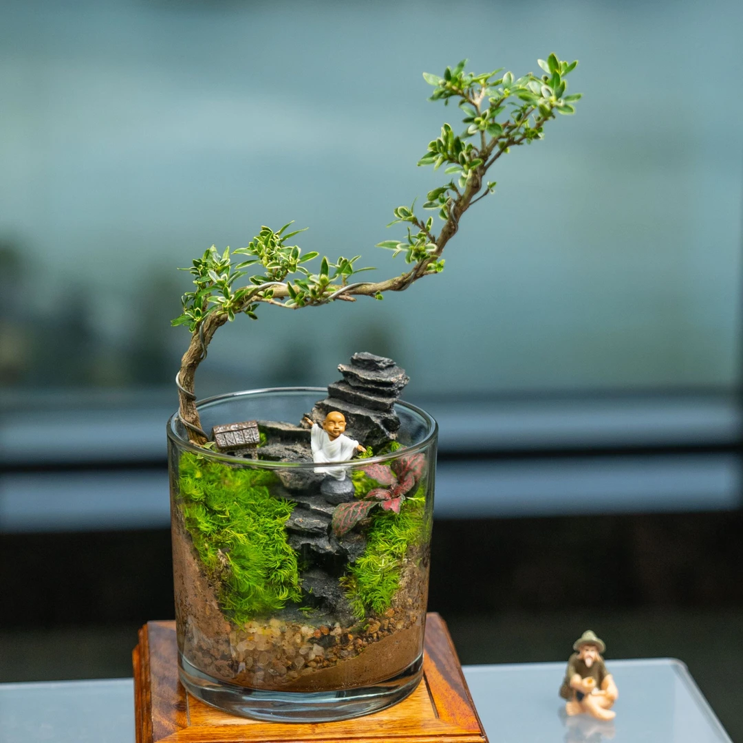 纵云梯真绿植家居好物桌面摆件治愈系送礼绿植盆栽