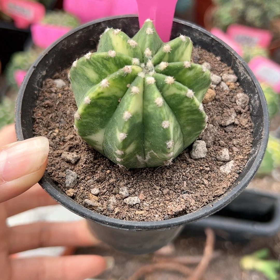 花花草草花花草草