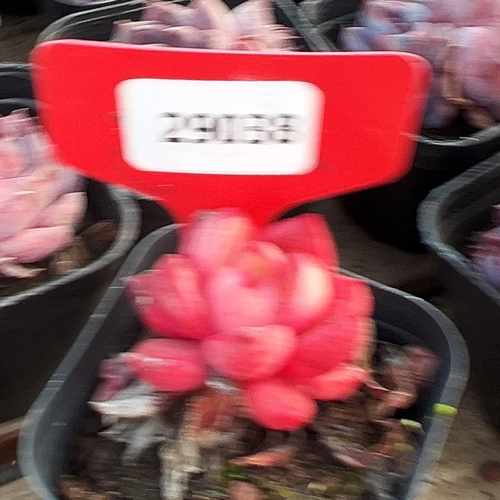 阳***光糖心    29038号