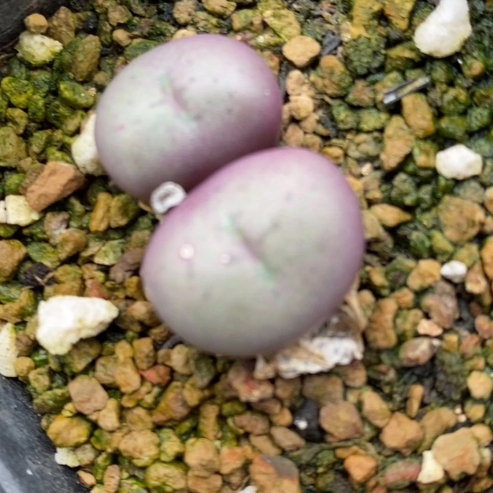 1926一颗一颗一颗