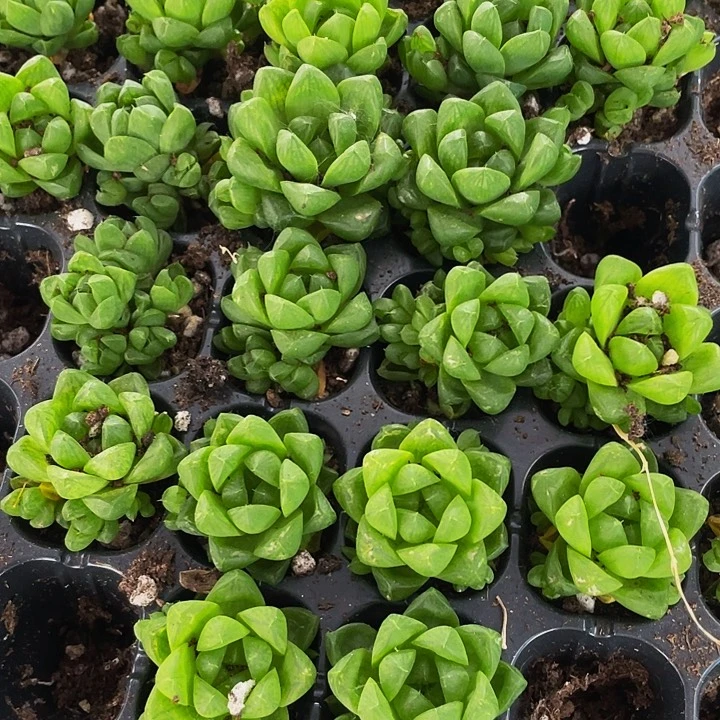 小玉露1元带土发