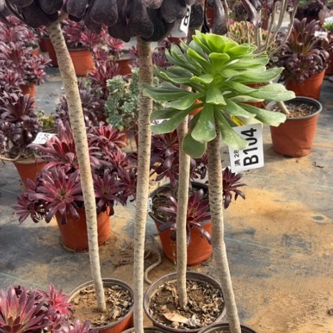 黑*104四个不包断枝