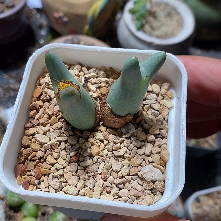 8332。   136皮卡丘一颗。