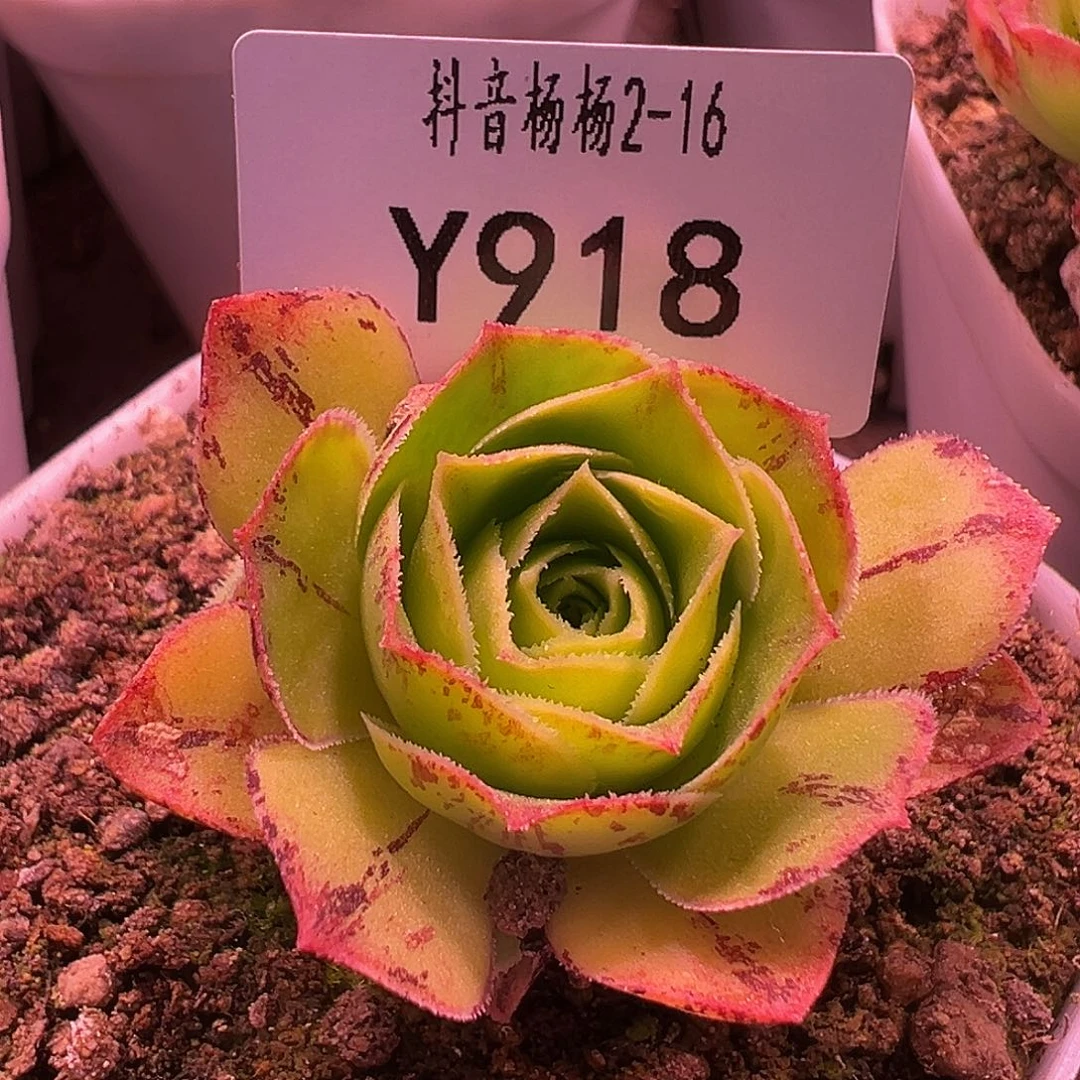 杨918 mini枫影x各种 福利