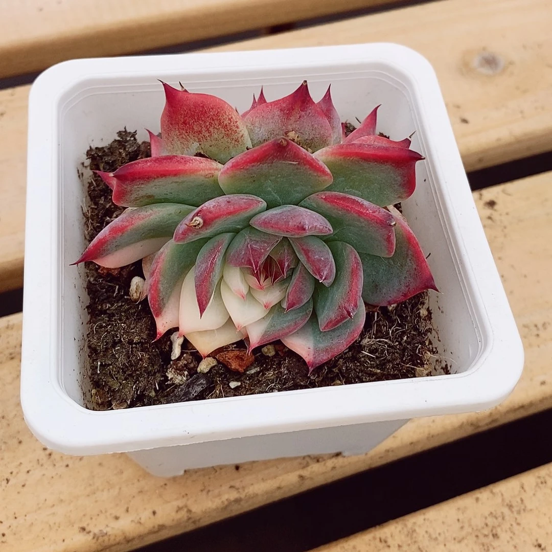 吉娃娃锦7-8cm多肉植物
