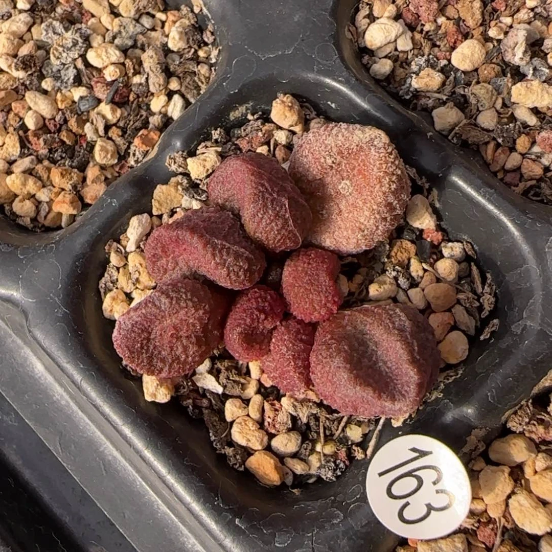 水蜜桃水泡多肉植物163