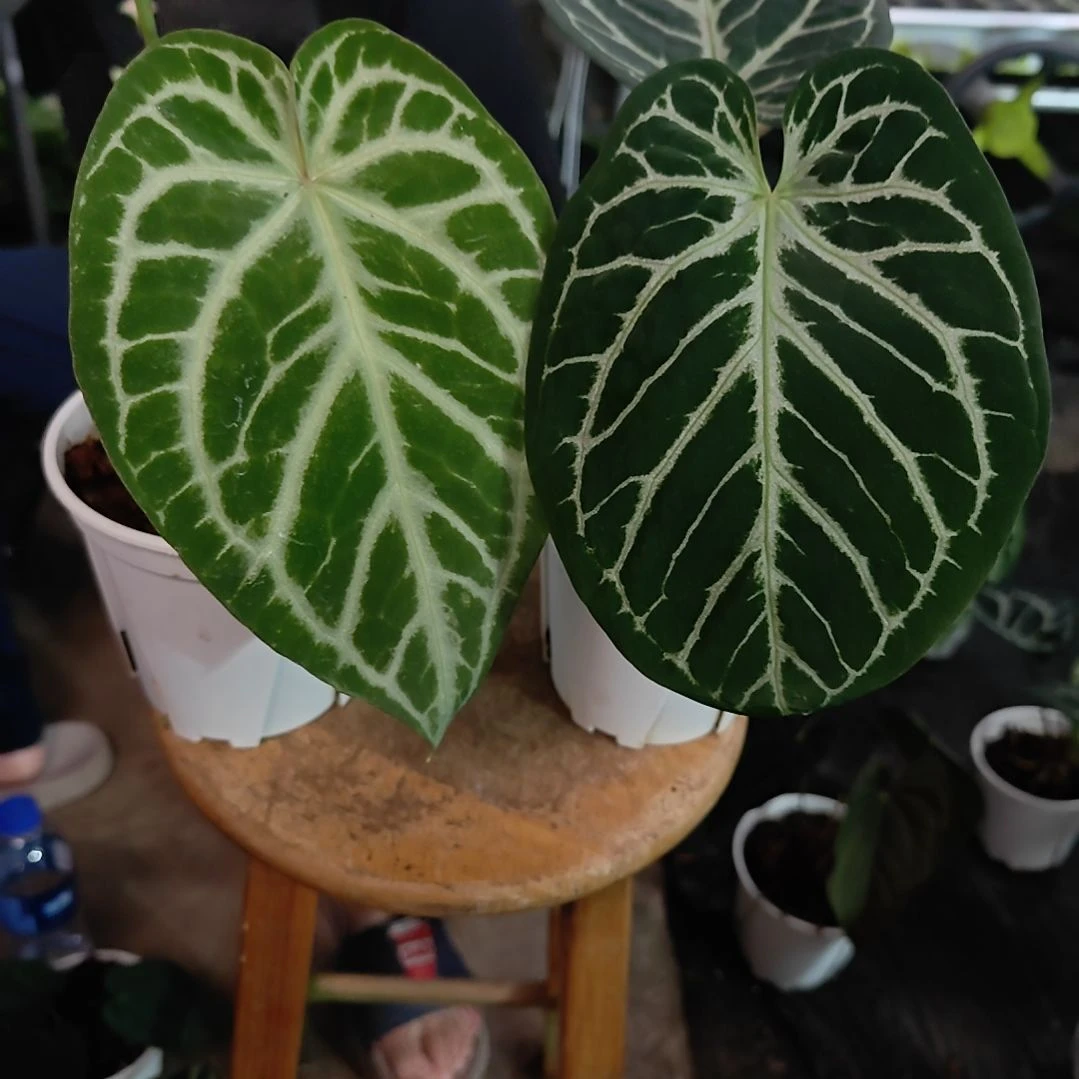 当前无花朵，栽培后可花朵