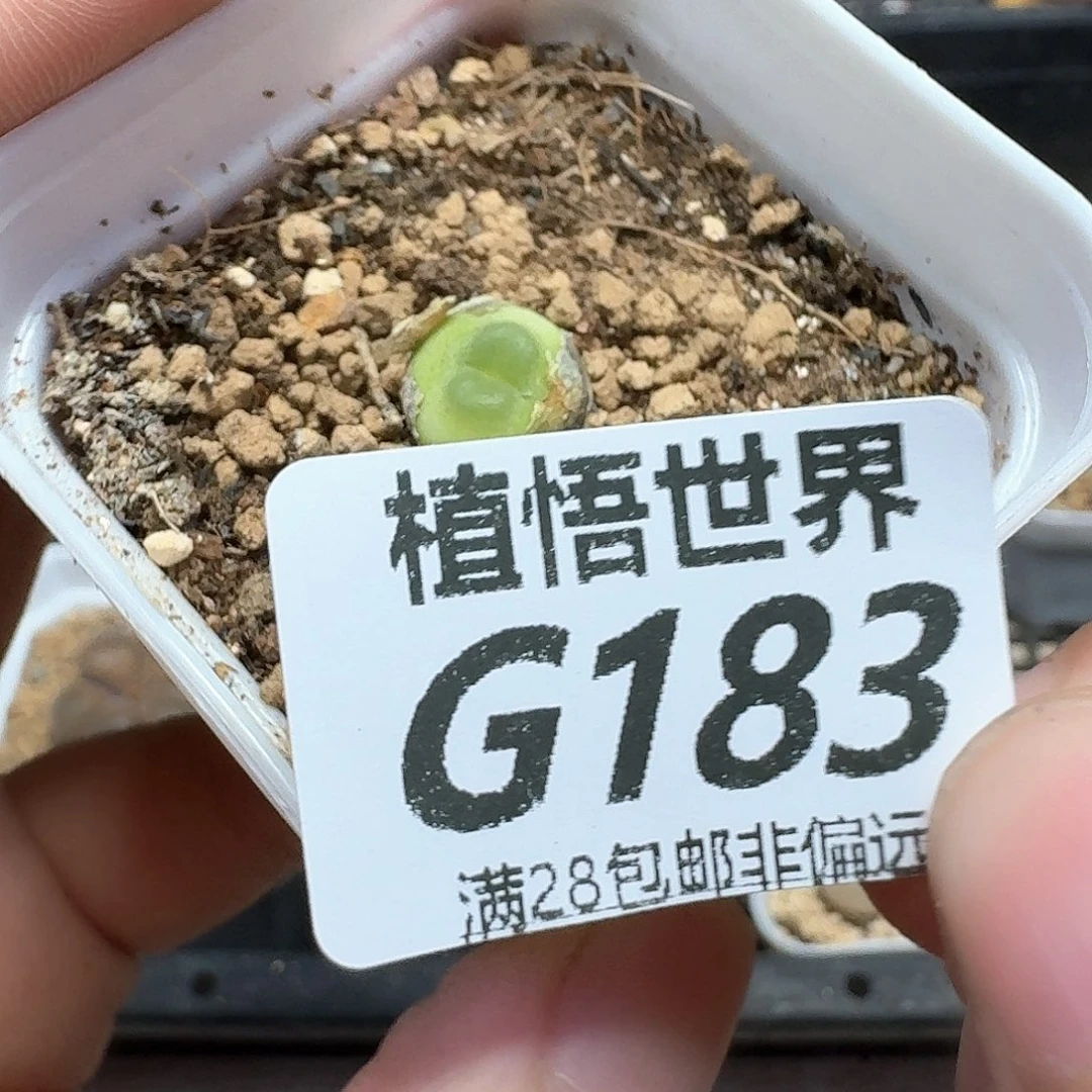 多肉植物的润泽额fg
