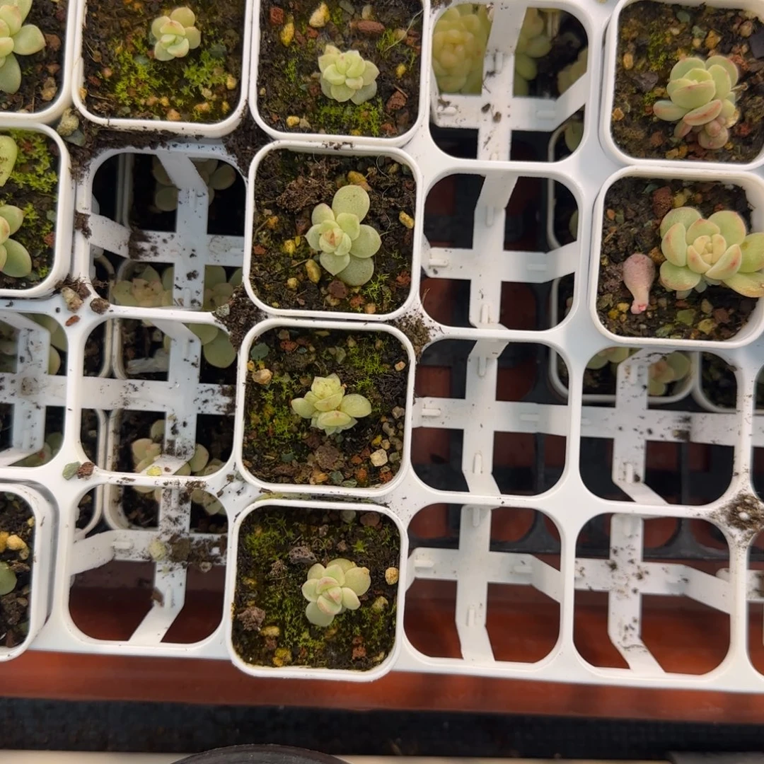 无烬月盆一个白灯下满25包邮