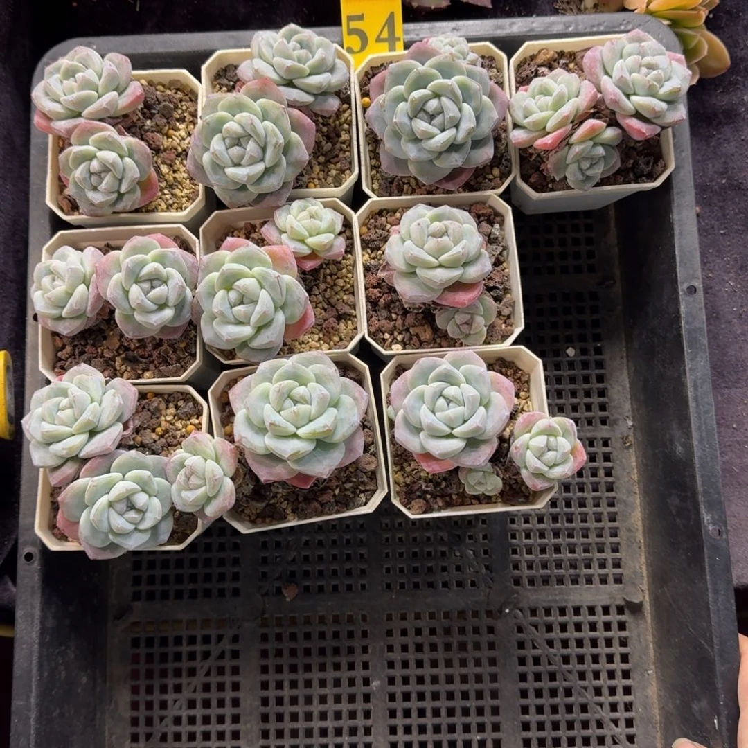 冰玉10颗带盆发54号