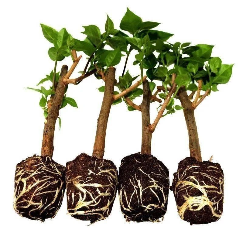 重瓣红三角梅盆栽小苗三角梅苗爬藤老桩室内花卉植物