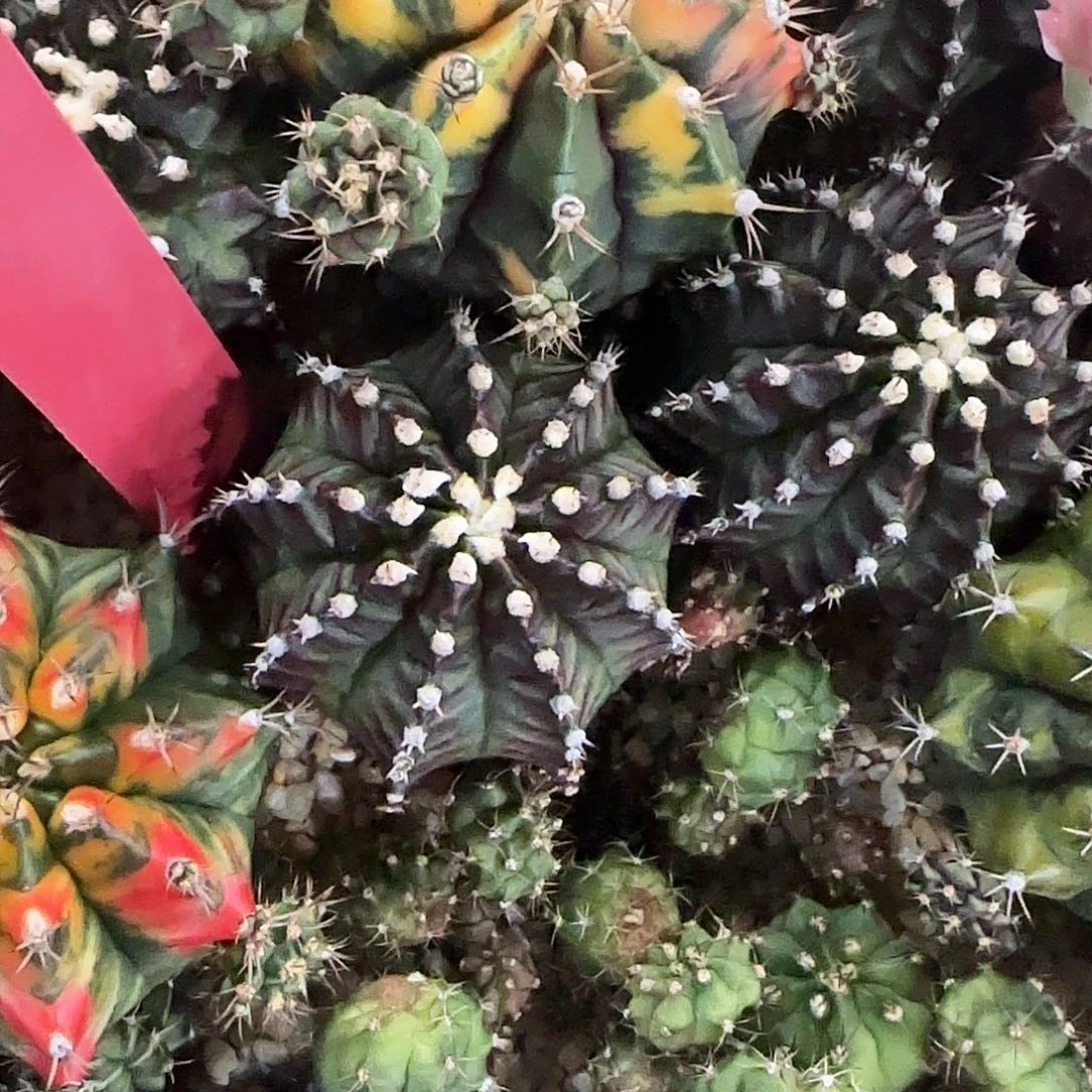 L796-0104泰国发货 犀牛