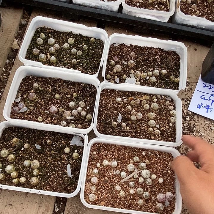 22534灯泡一组三盒