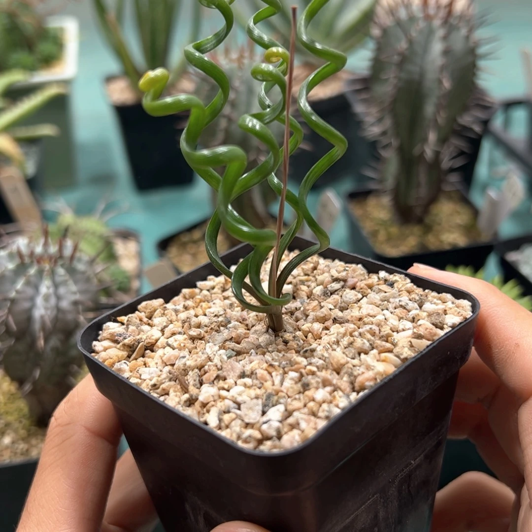 钢丝弹簧草 带盆发货