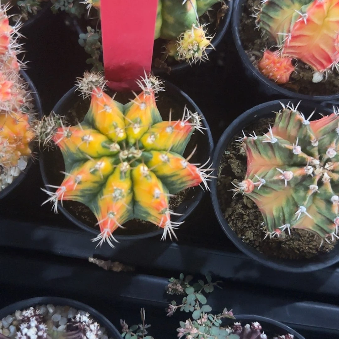 L798-0104泰国发货