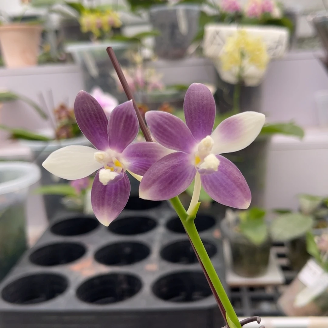 完全开放1063 2.8寸盾花紫梦 叶瑕疵 一物一拍