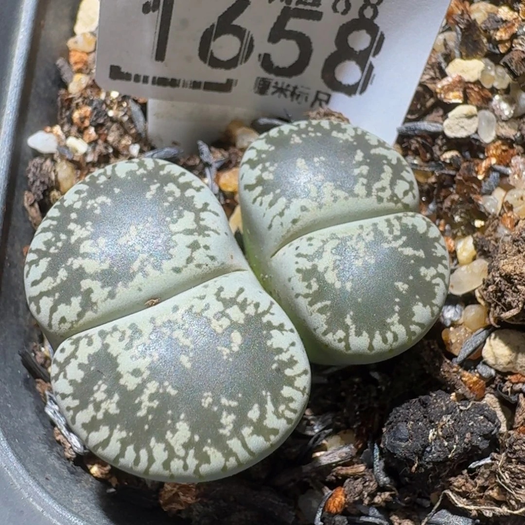 Ssss精品生石花1658
