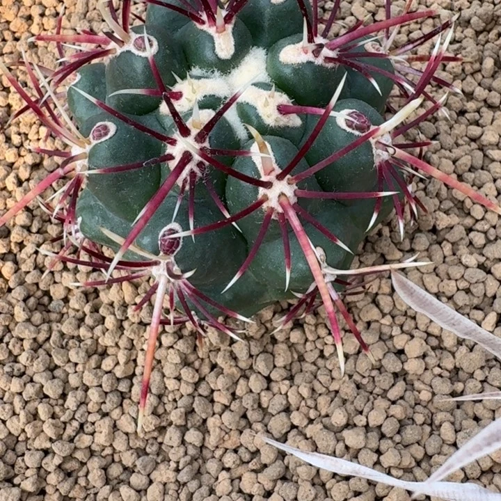 仙人球，大红鹰666666