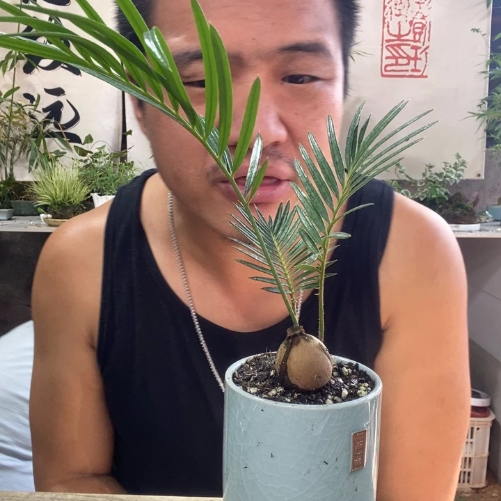 ^***^无花朵退款拉黑拉黑347