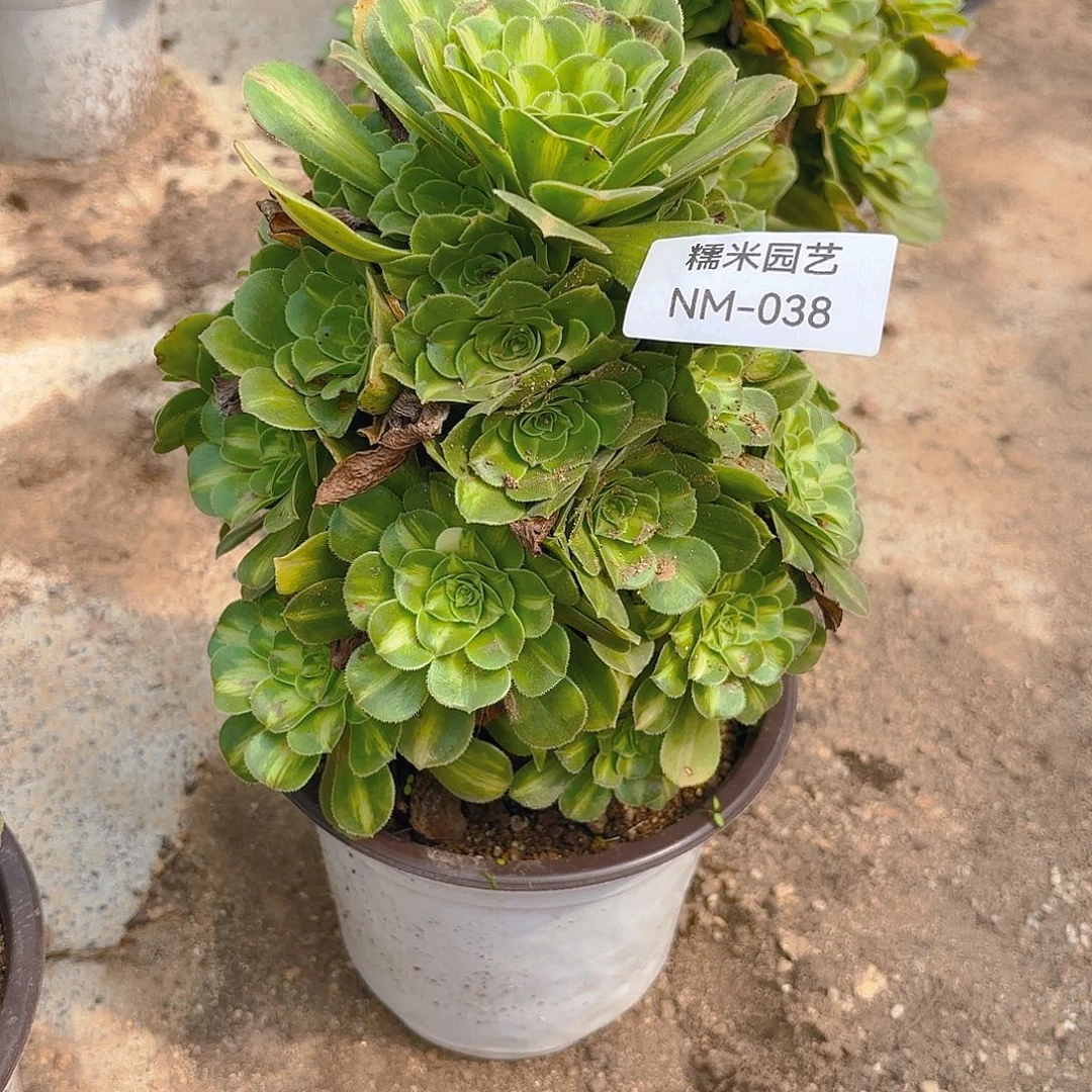 翡翠琉璃多肉植物38