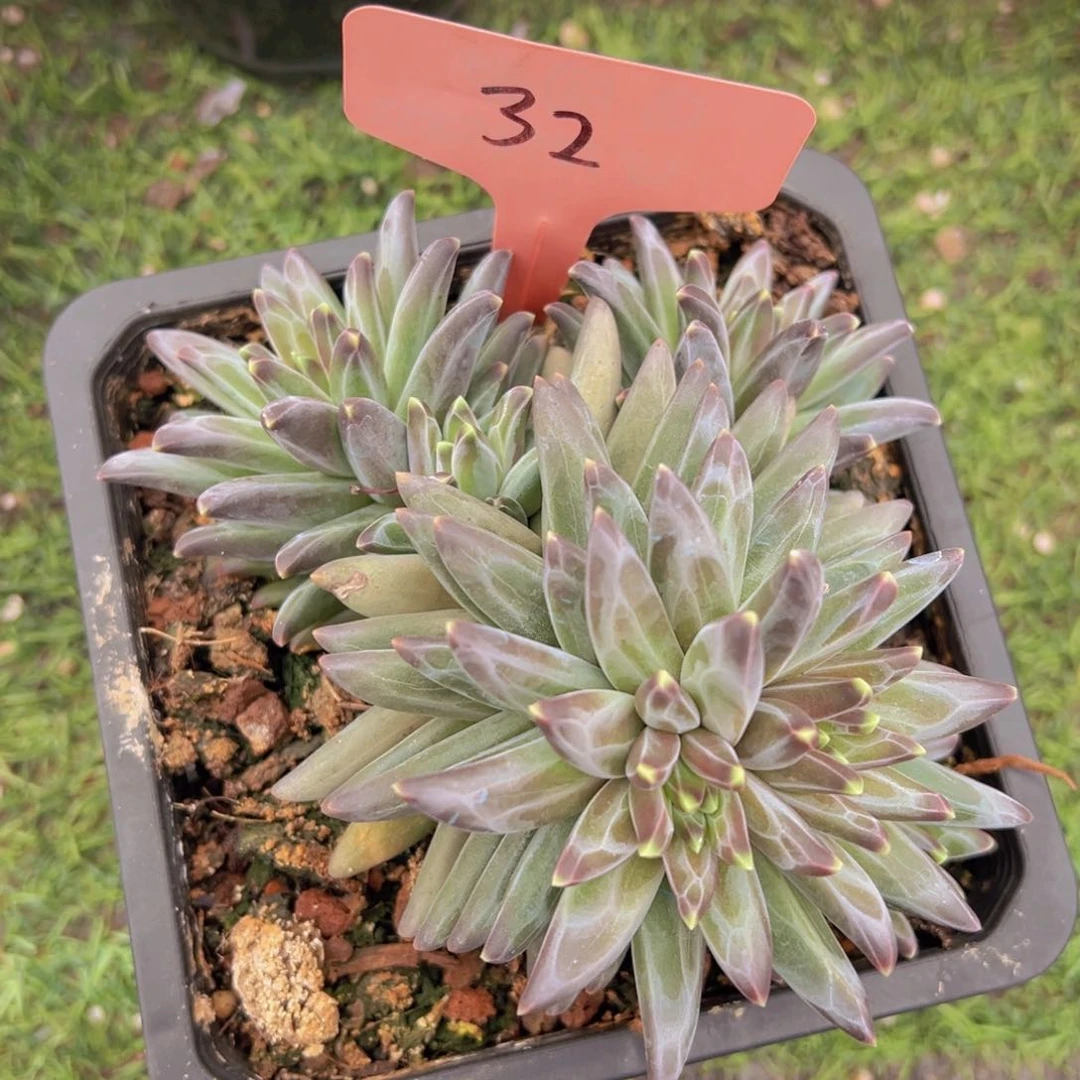 福利来啦打榜打投打