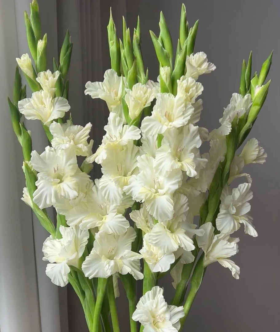 水晶糖果剑兰5支/10支 节节高 花期长云南基地鲜花   基地直发