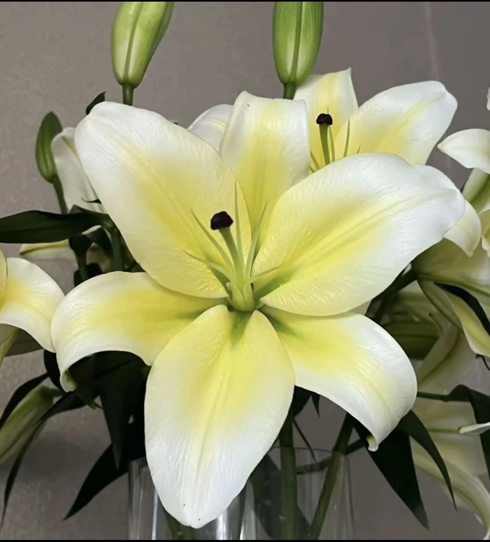 黄天霸香水百合 云南基地直发 一单即可顺丰冷链包邮