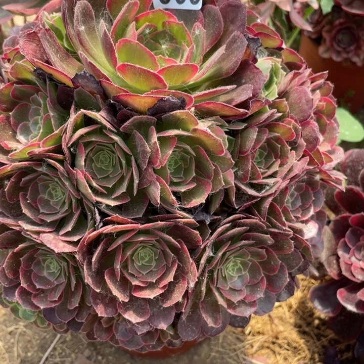 无花朵960多肉植物安娜