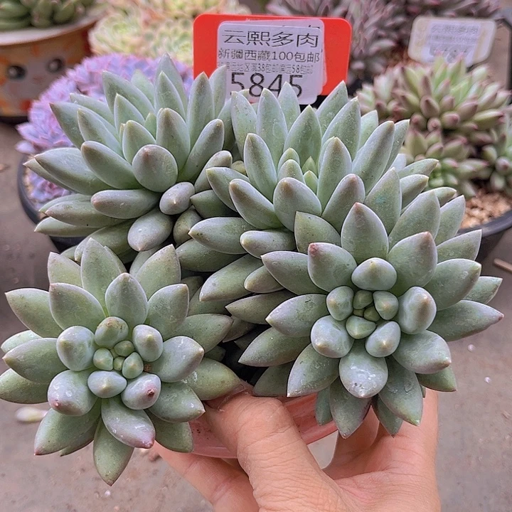 5845水晶球。