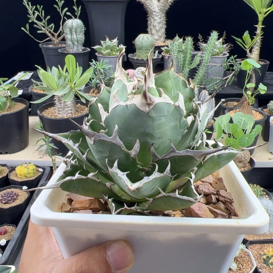 黑帝斯龙舌兰15+一物一拍脱土发