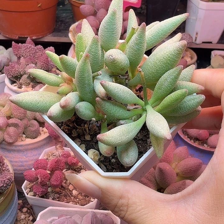 一物一拍，感谢支持