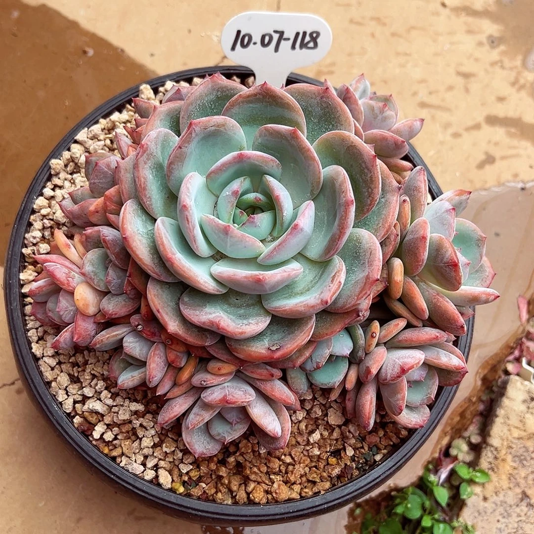 1007-118优选凤橙手捧