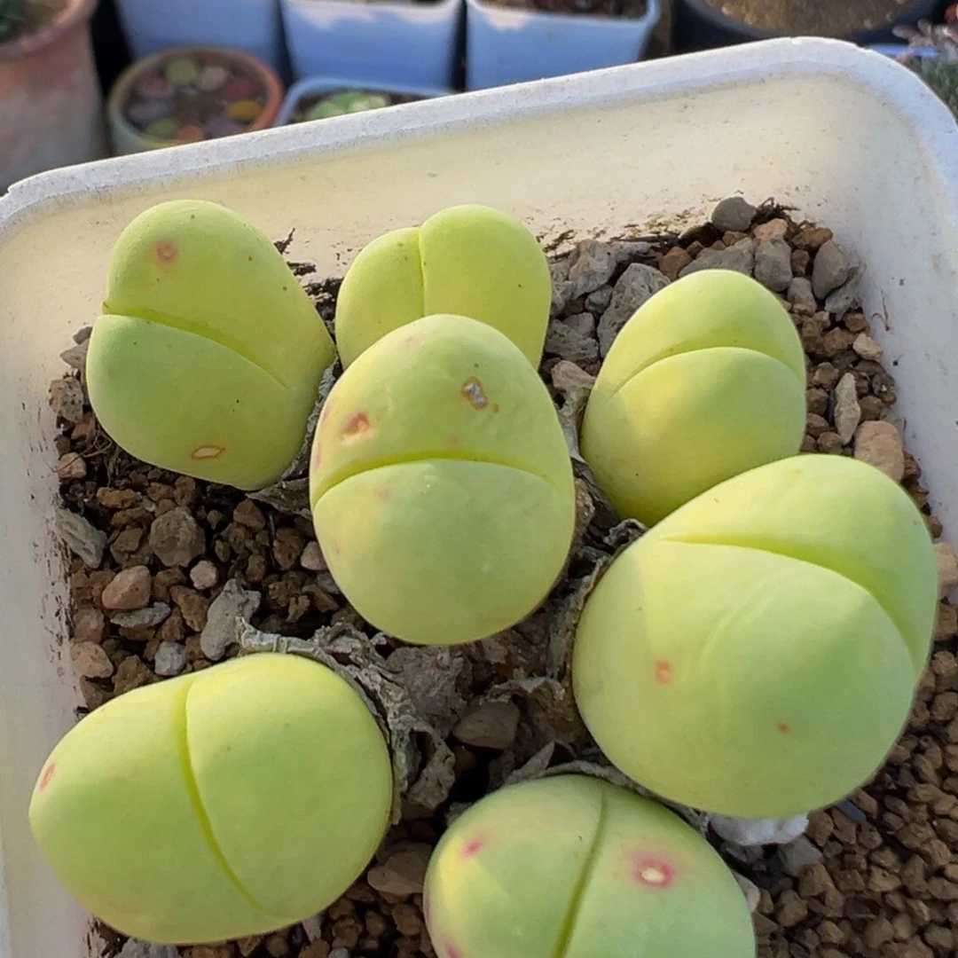 139多肉植物百科植物
