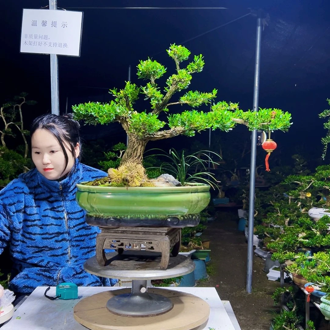 东***哥无花朵黄杨木