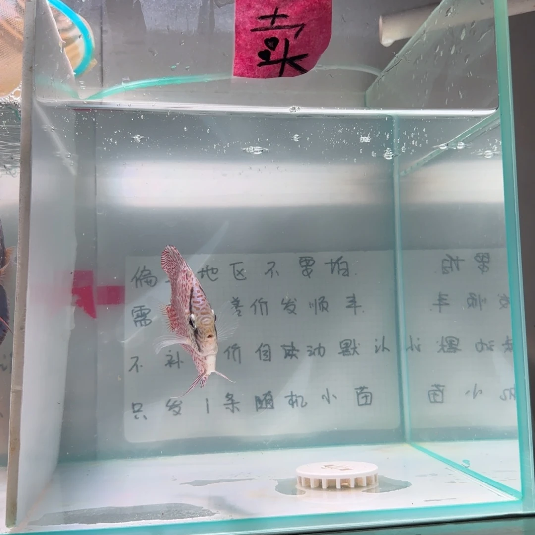 七彩神仙鱼肉身7-8偏远地区不拍