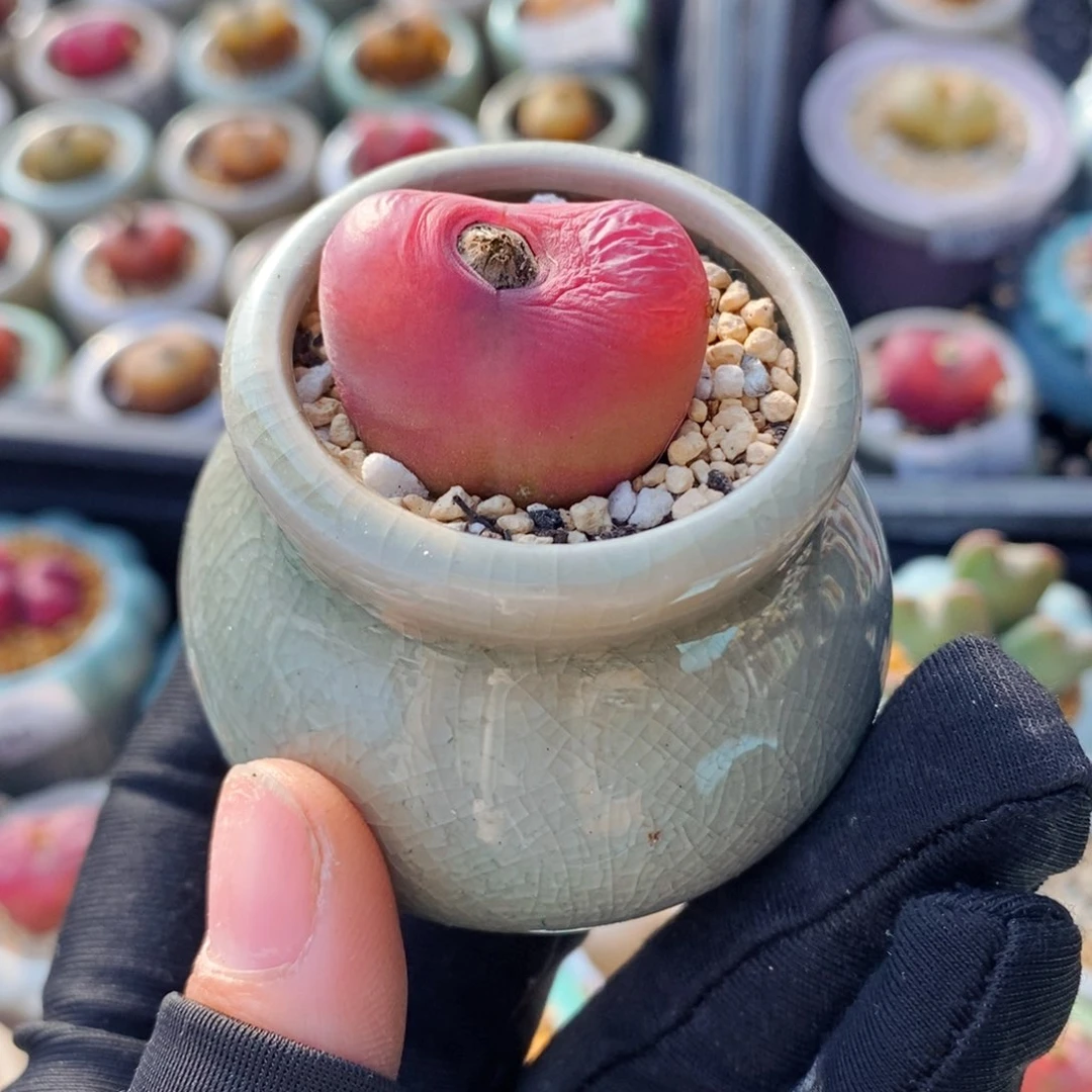 5502 -一物一拍 带盆