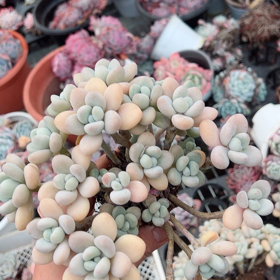 香水洛神整桩160杯