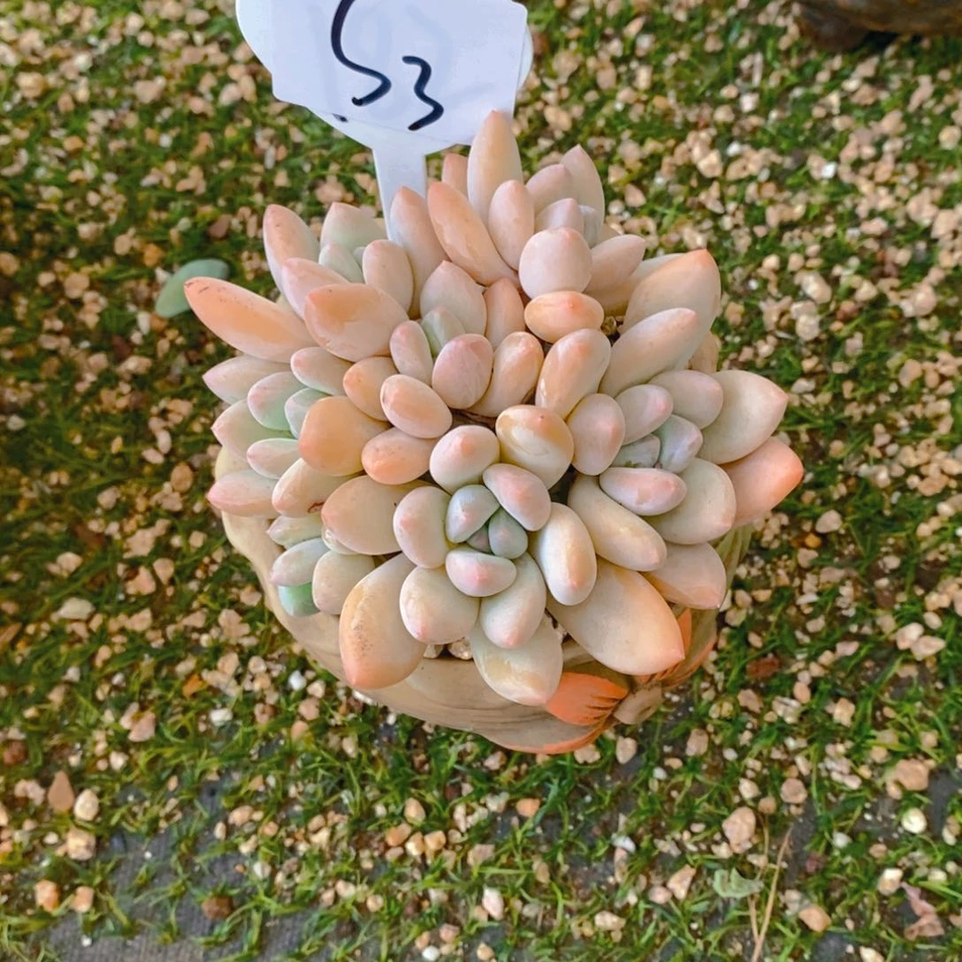 小****写香水群多肉植物