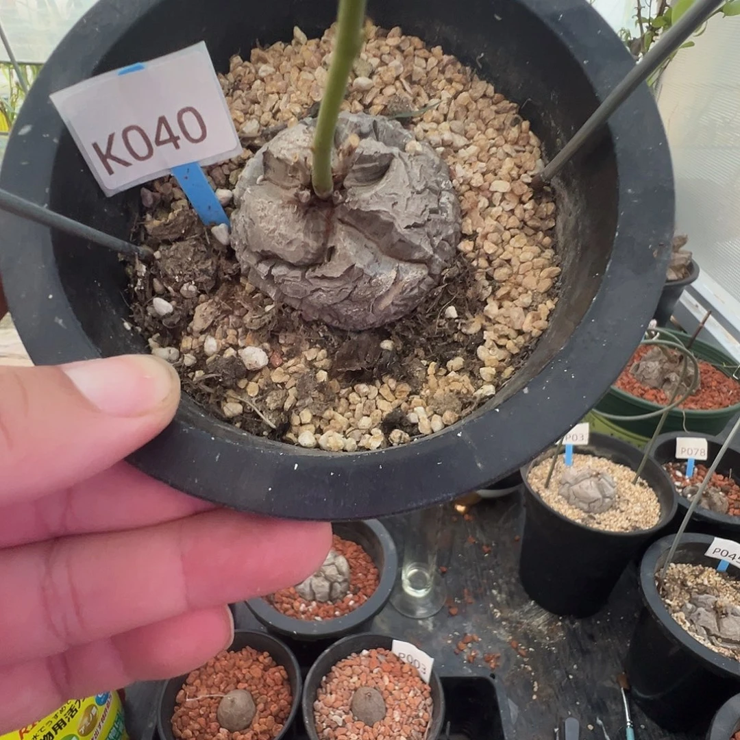 多肉植物专拍 一物一拍 南非龟甲龙040